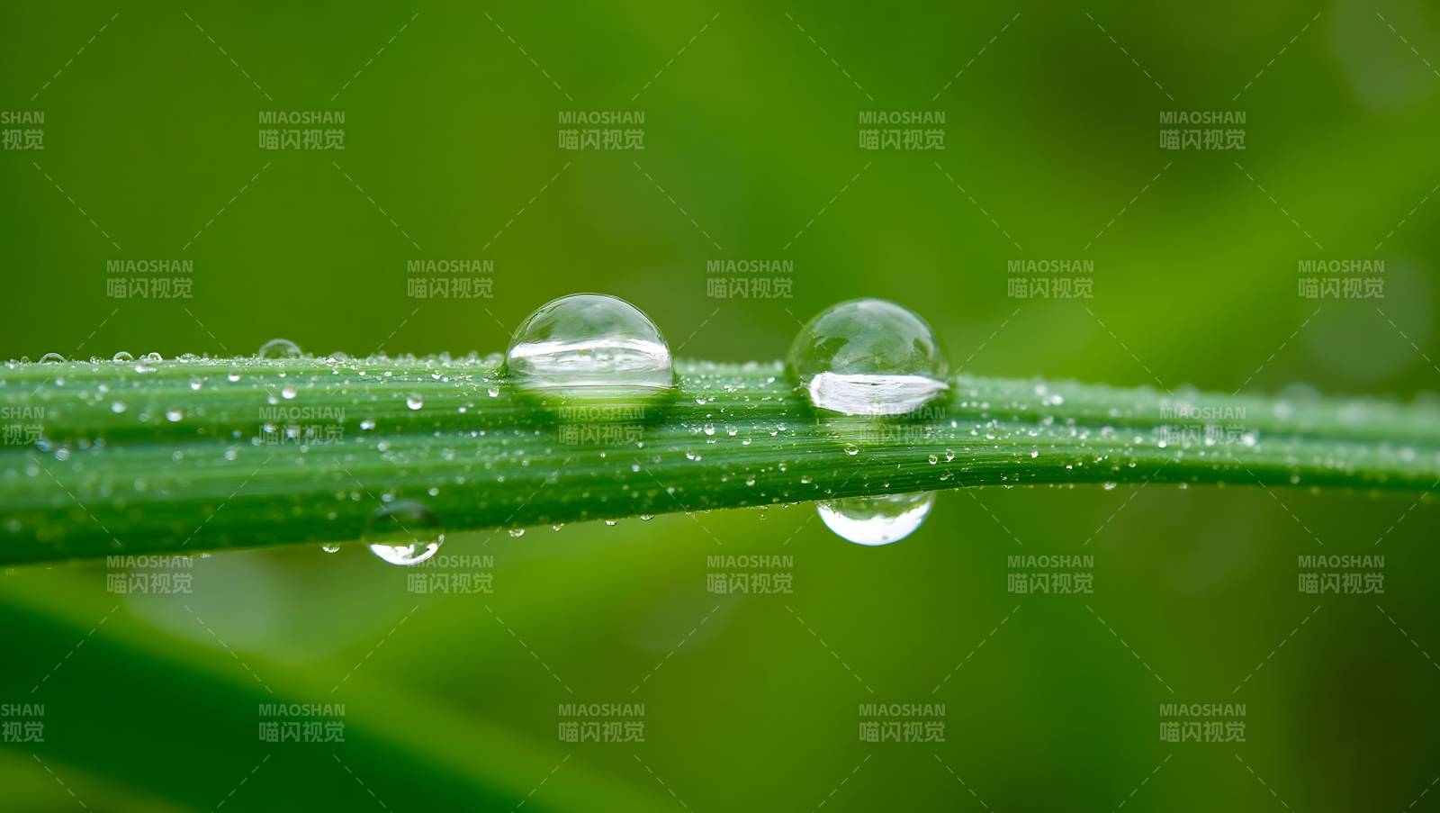 绿叶上的晶莹水珠特写图片