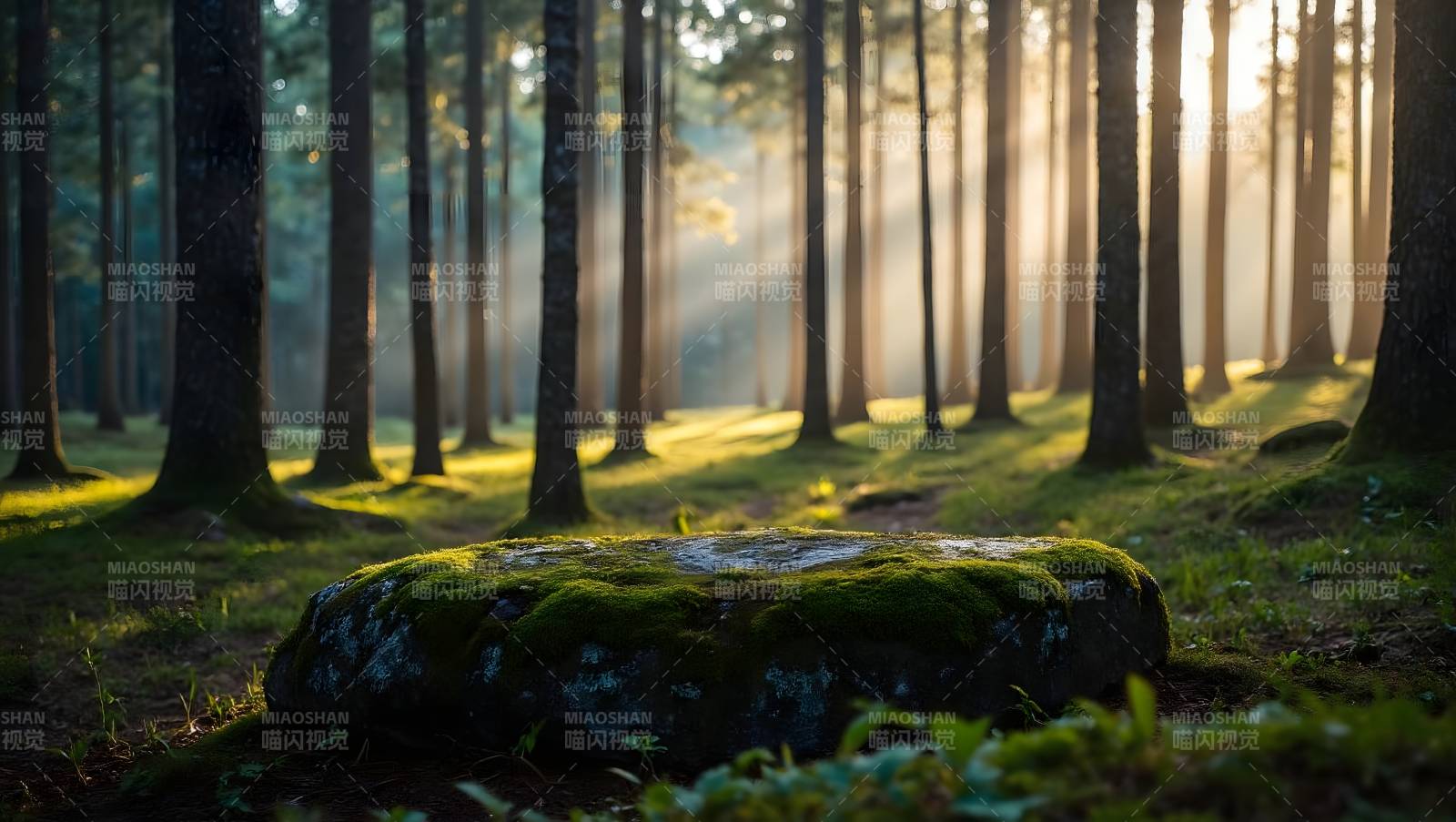 晨光森林静谧景图片