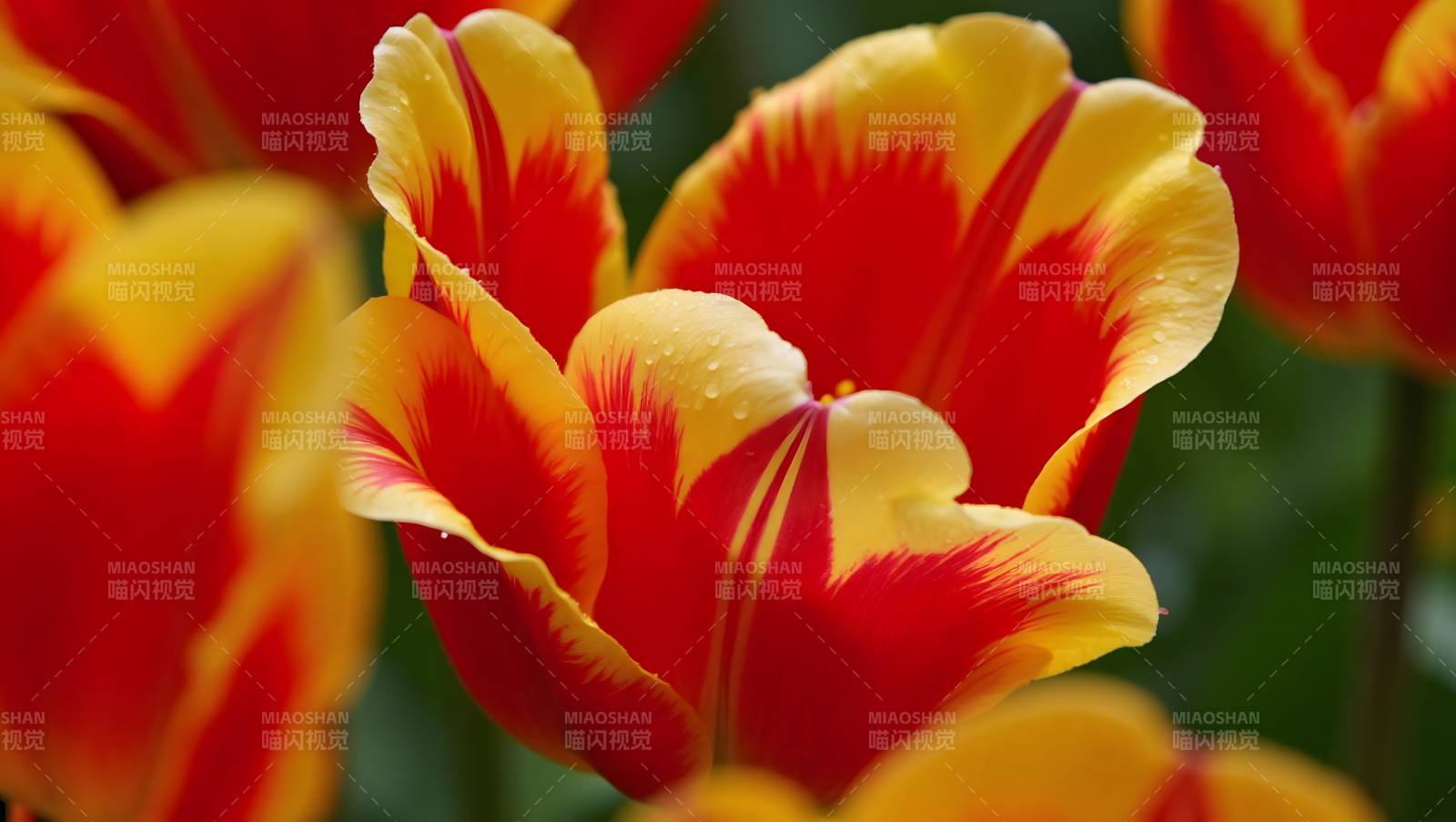 红黄相间郁金香特写图片