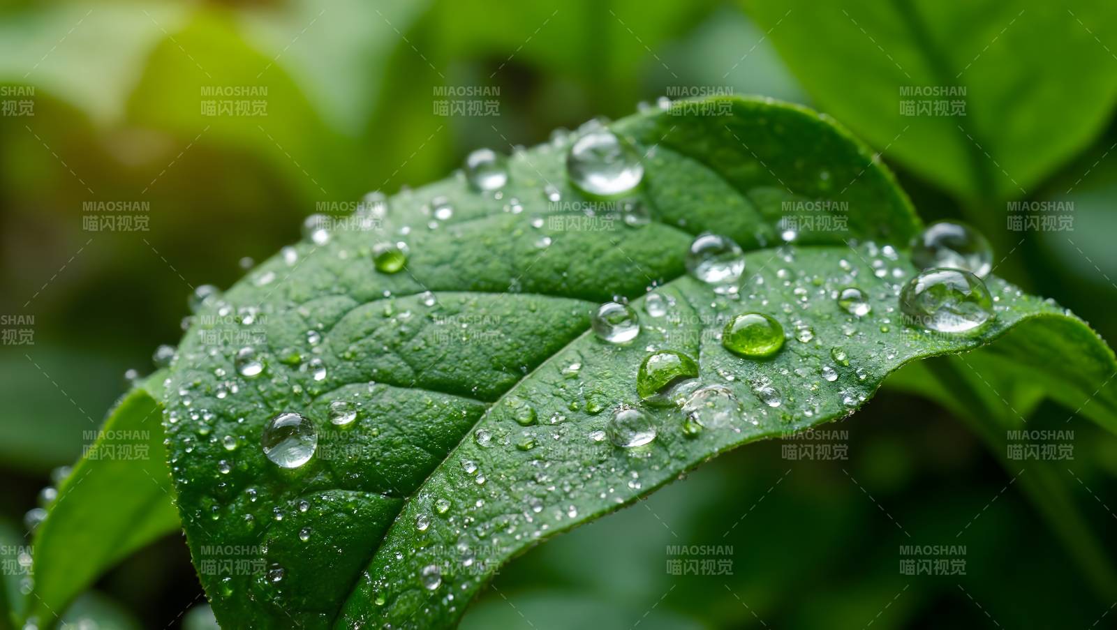 露珠点缀绿叶图片