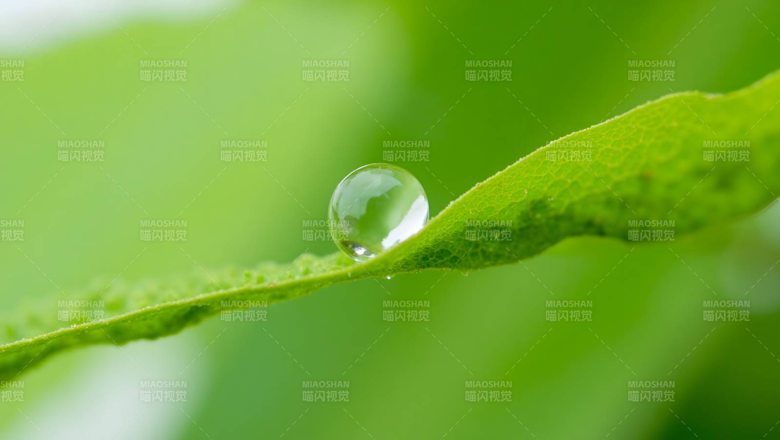 叶尖露珠晶莹图片