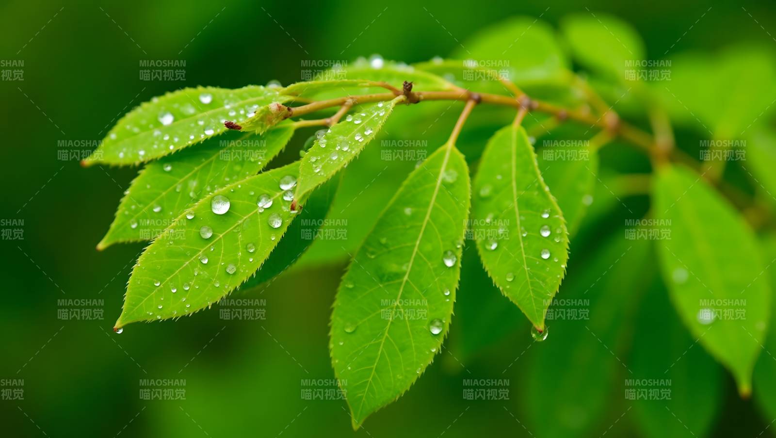 雨后绿叶挂露珠图片