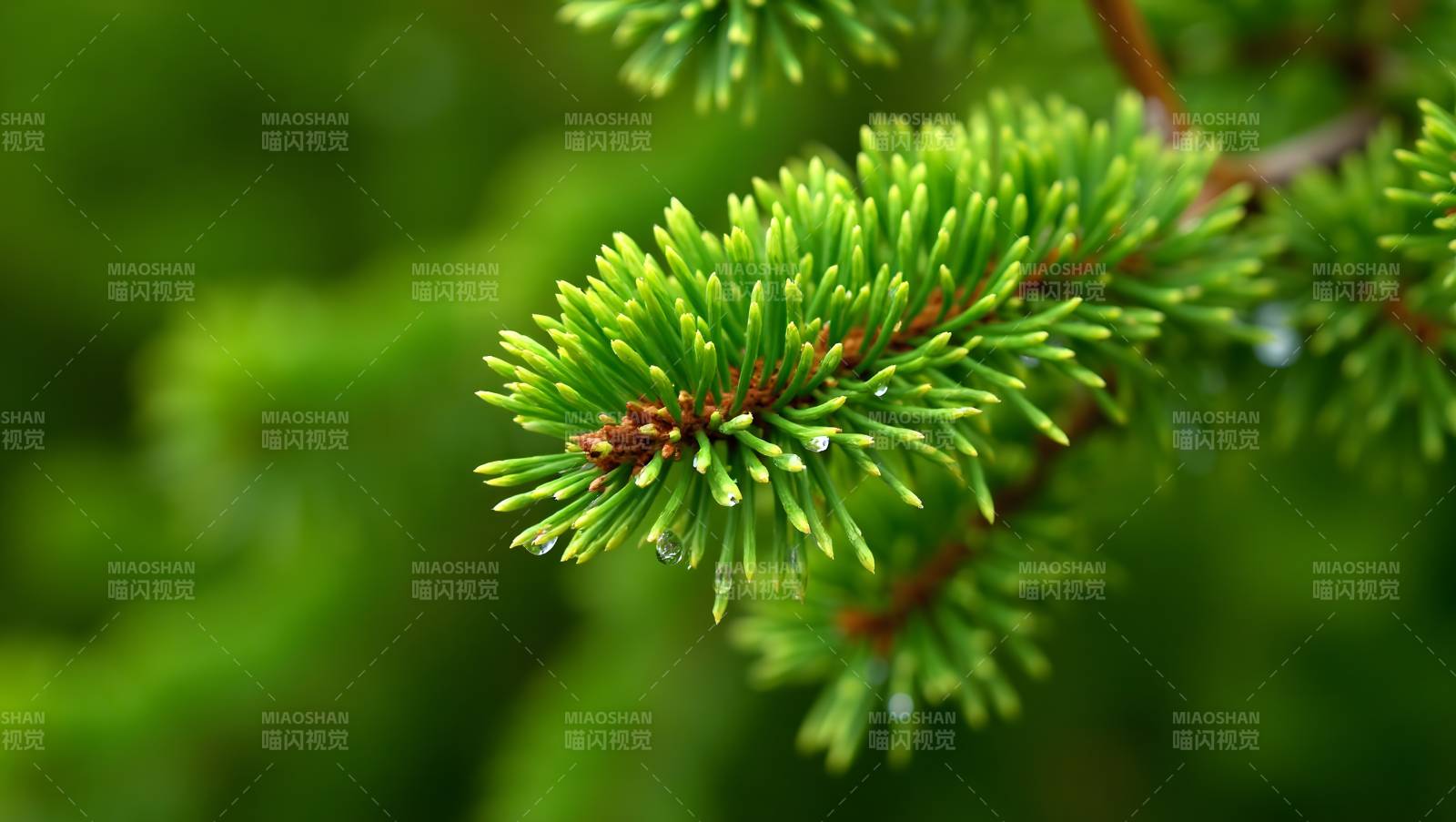 松针滴露绿意盎然图片
