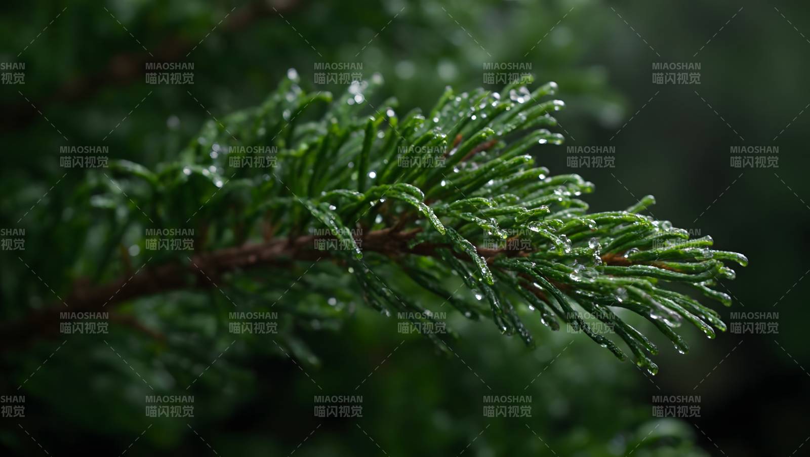 雨后松枝滴水图片