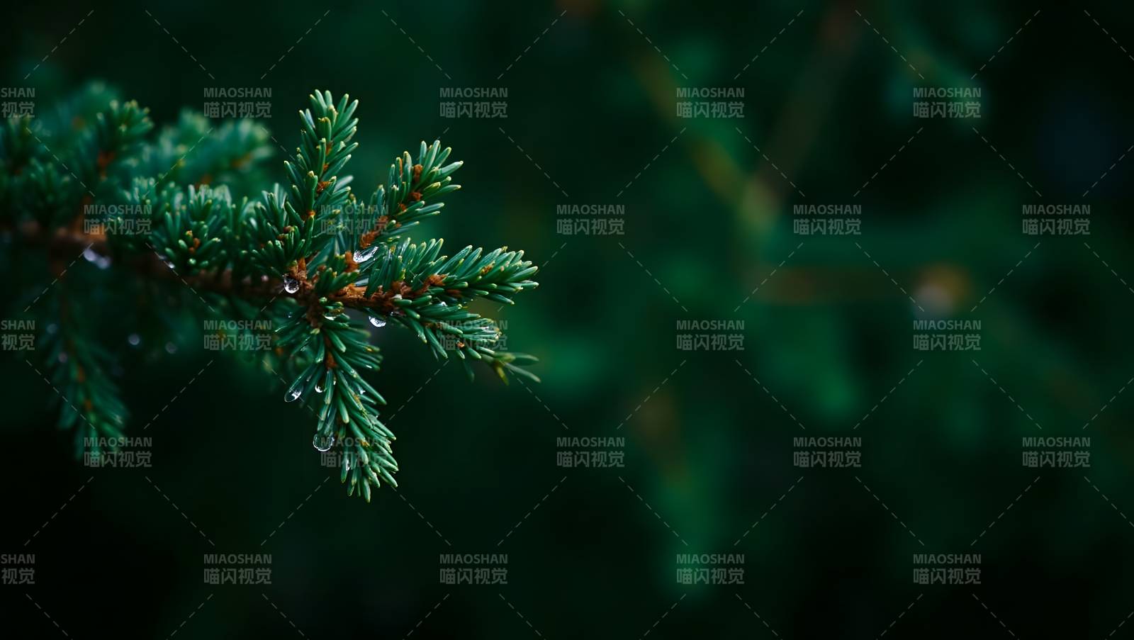 松针水珠特写绿意盎然图片