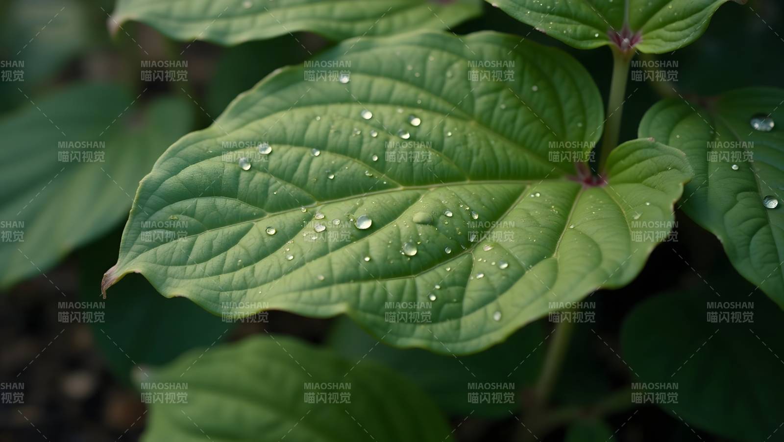 露珠点缀绿叶图片