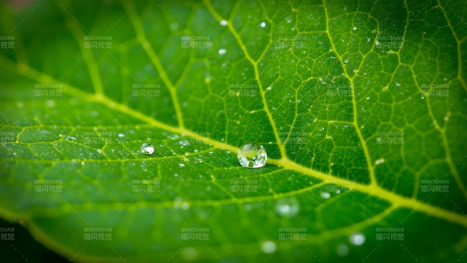 绿叶上的晶莹水珠特写图片