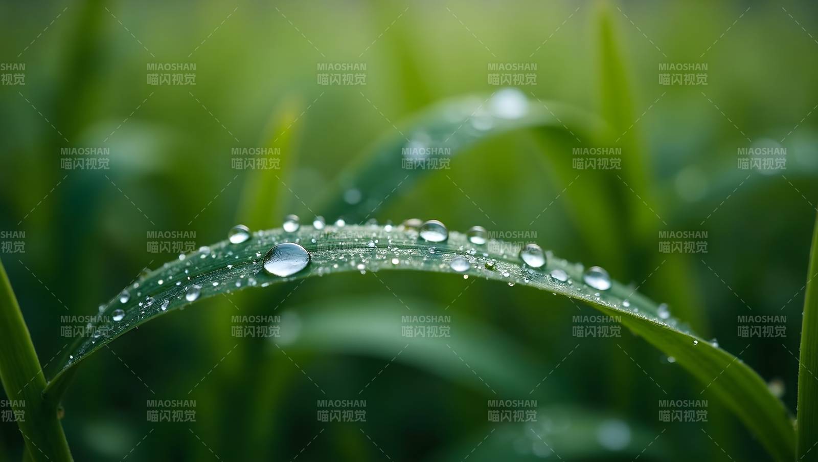 露珠点缀绿叶生机盎然图片