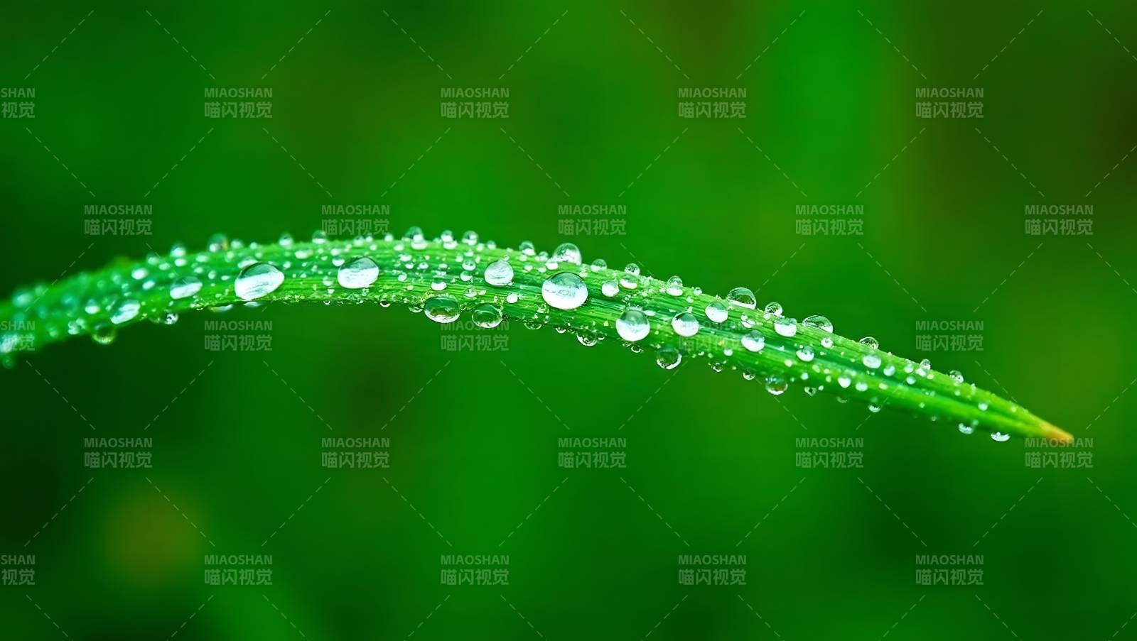 绿叶水珠特写清新自然图片