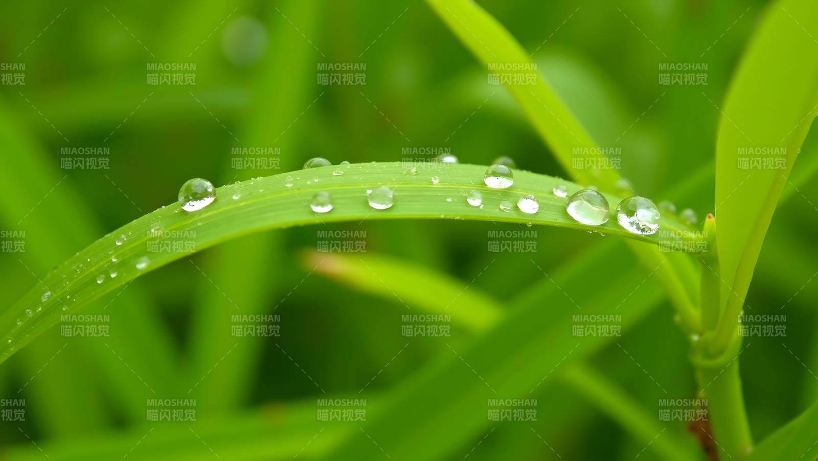 露珠点缀绿叶图片