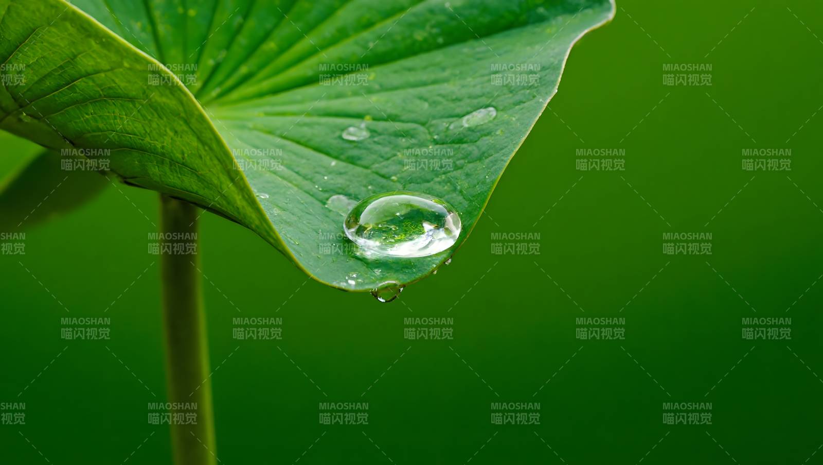 露珠映绿叶图片