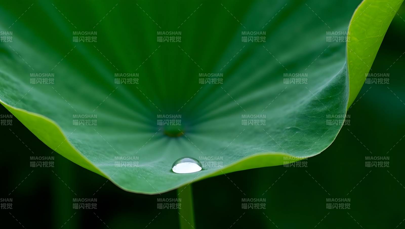 荷叶上的露珠图片