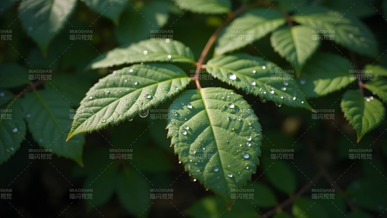 绿叶水珠晨光映衬自然之美图片