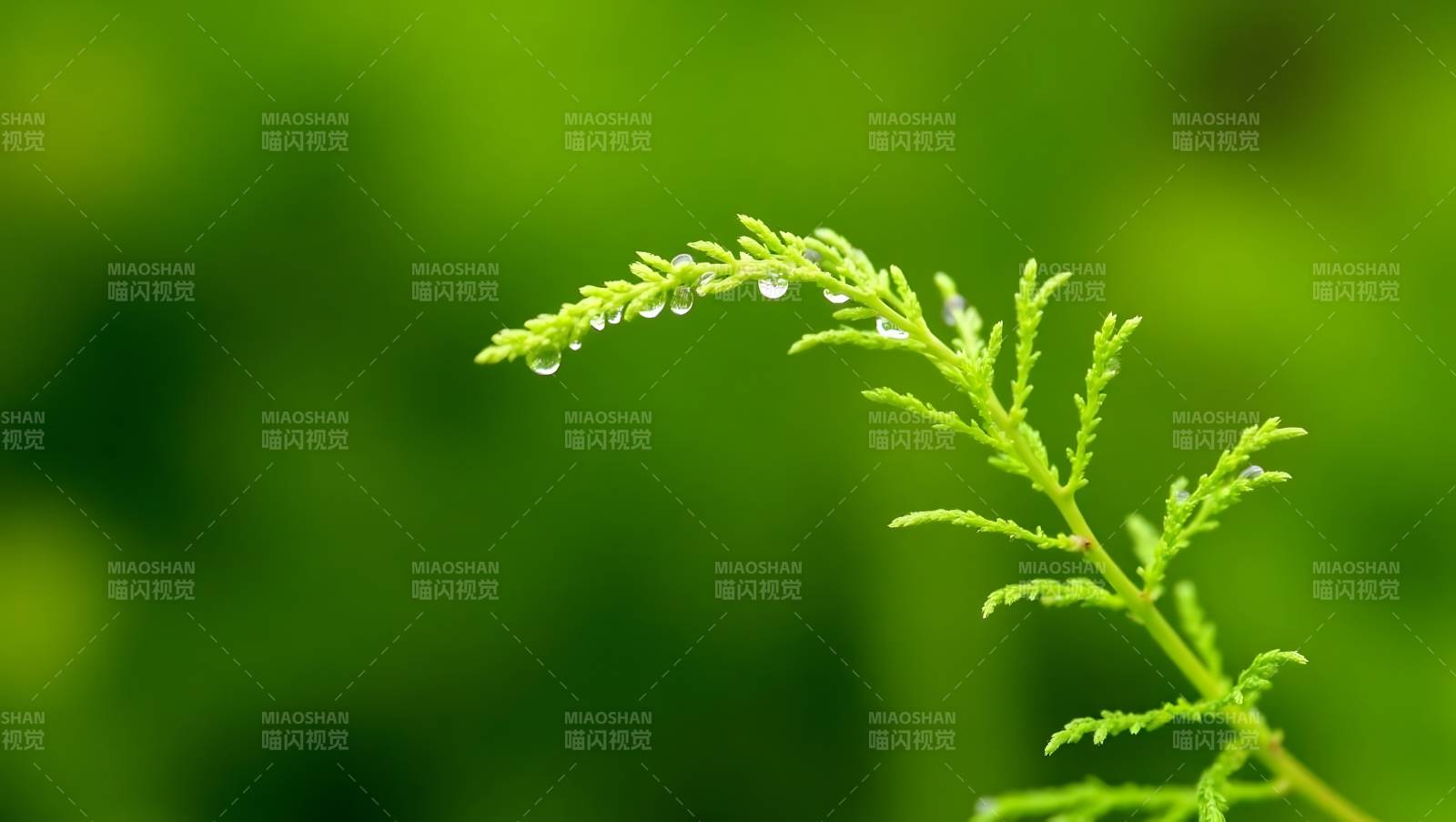 露珠点缀绿枝头图片