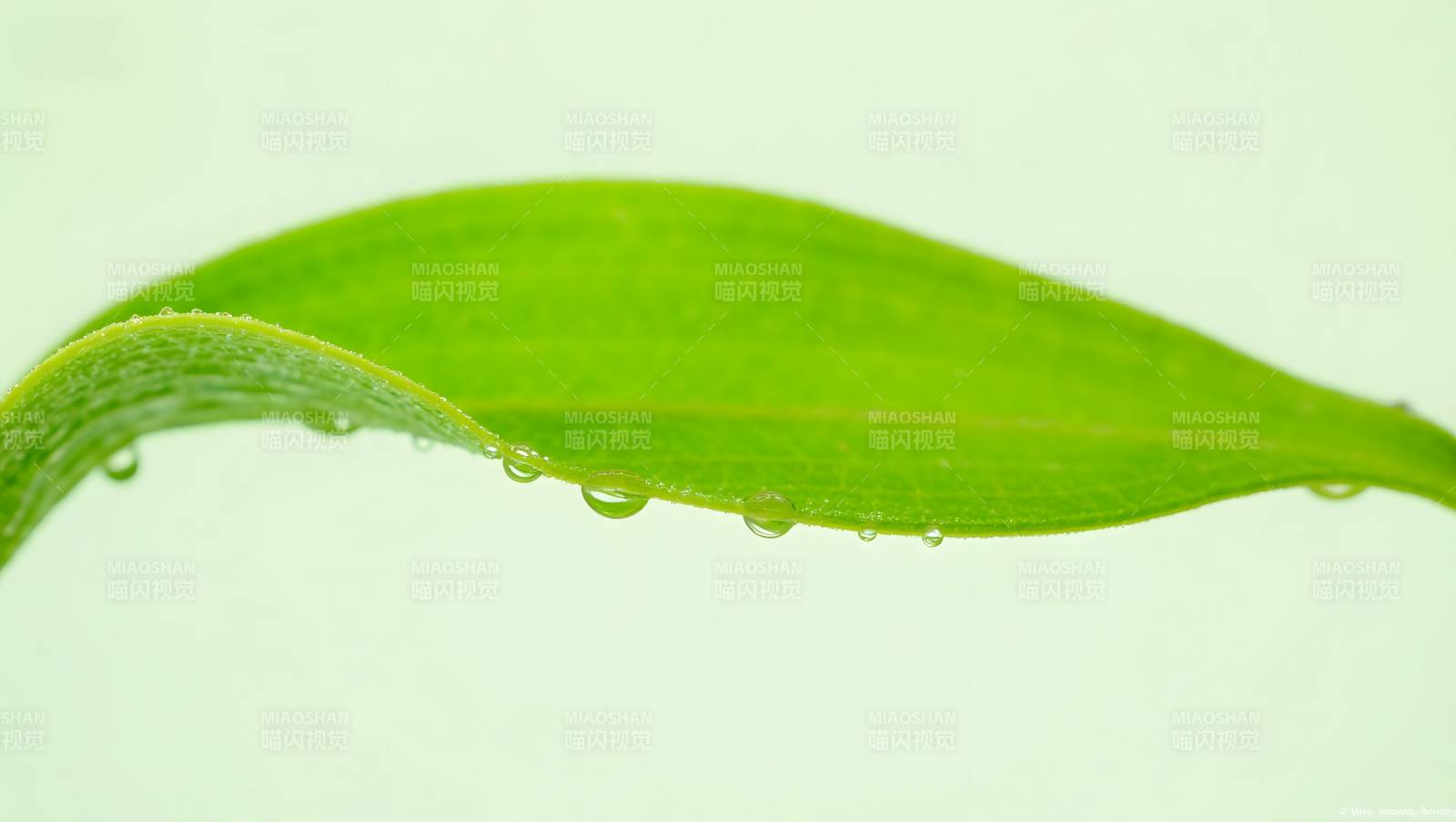 绿叶水滴特写清新自然图片