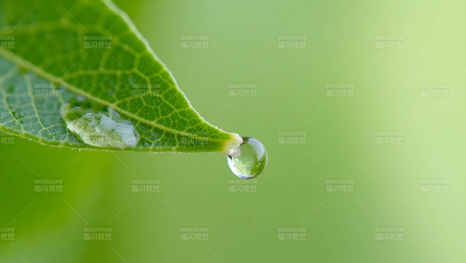 叶尖露珠晶莹图片