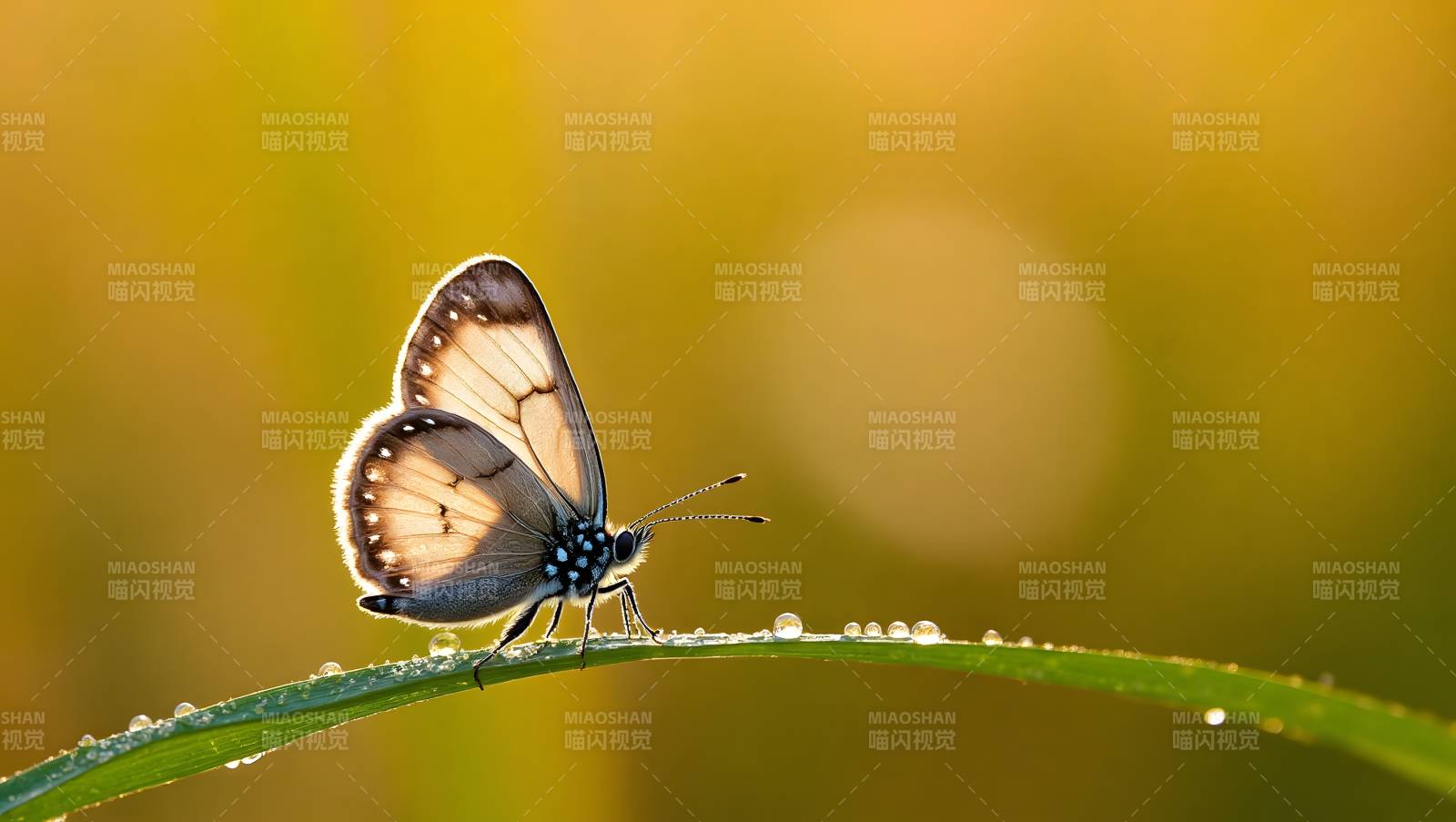 蝶栖绿叶露珠间图片