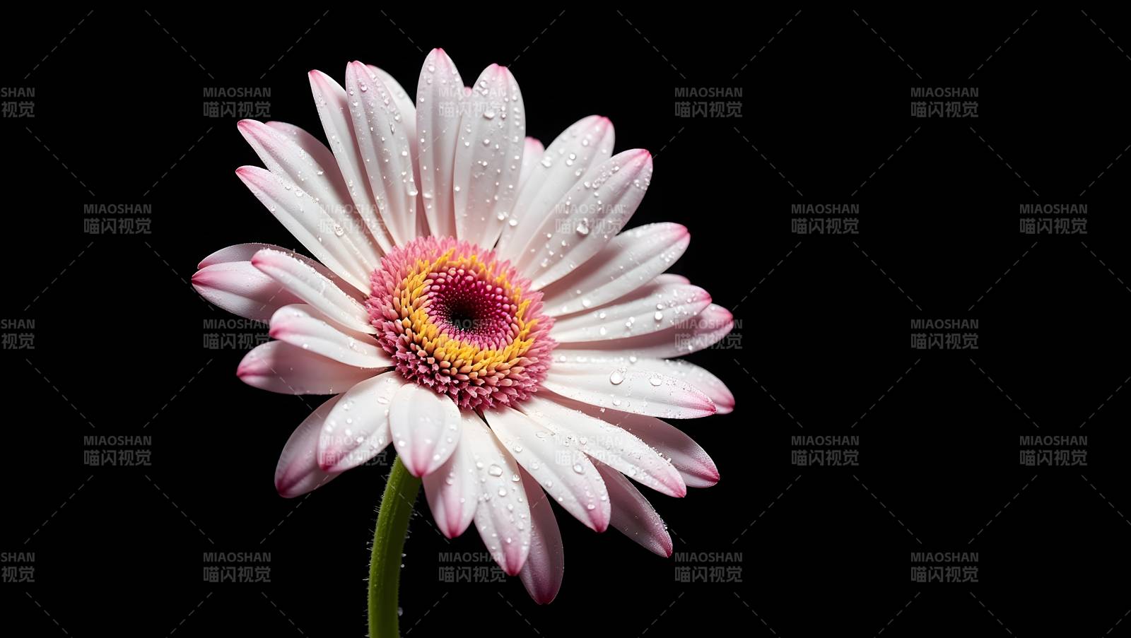 黑背景下的粉白雏菊特写图片