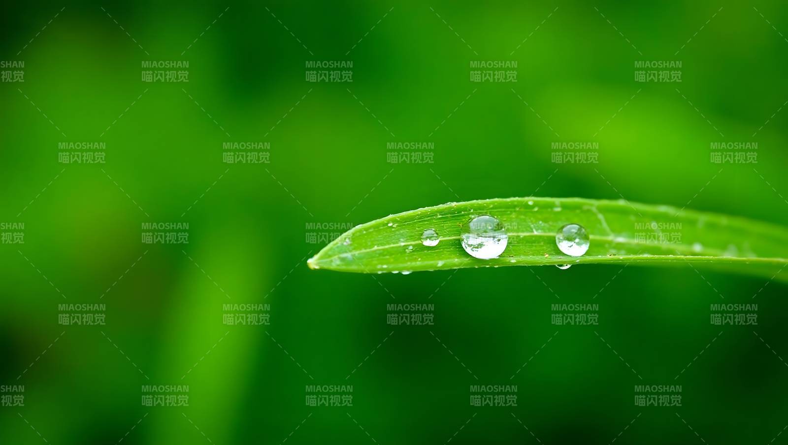 绿叶水珠特写清新自然图片