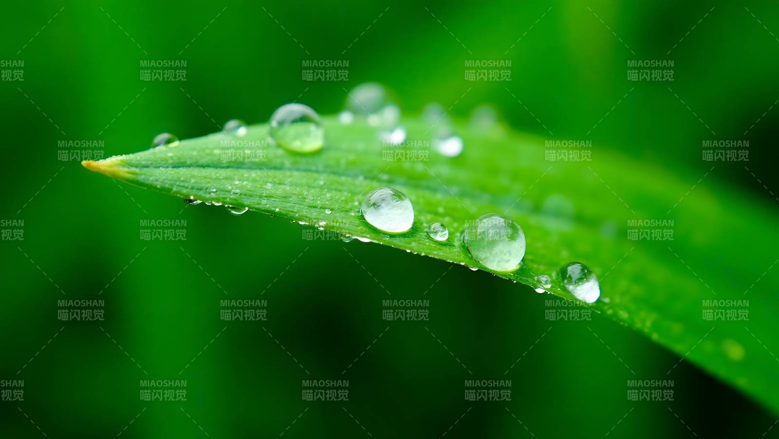 叶尖露珠晶莹图片