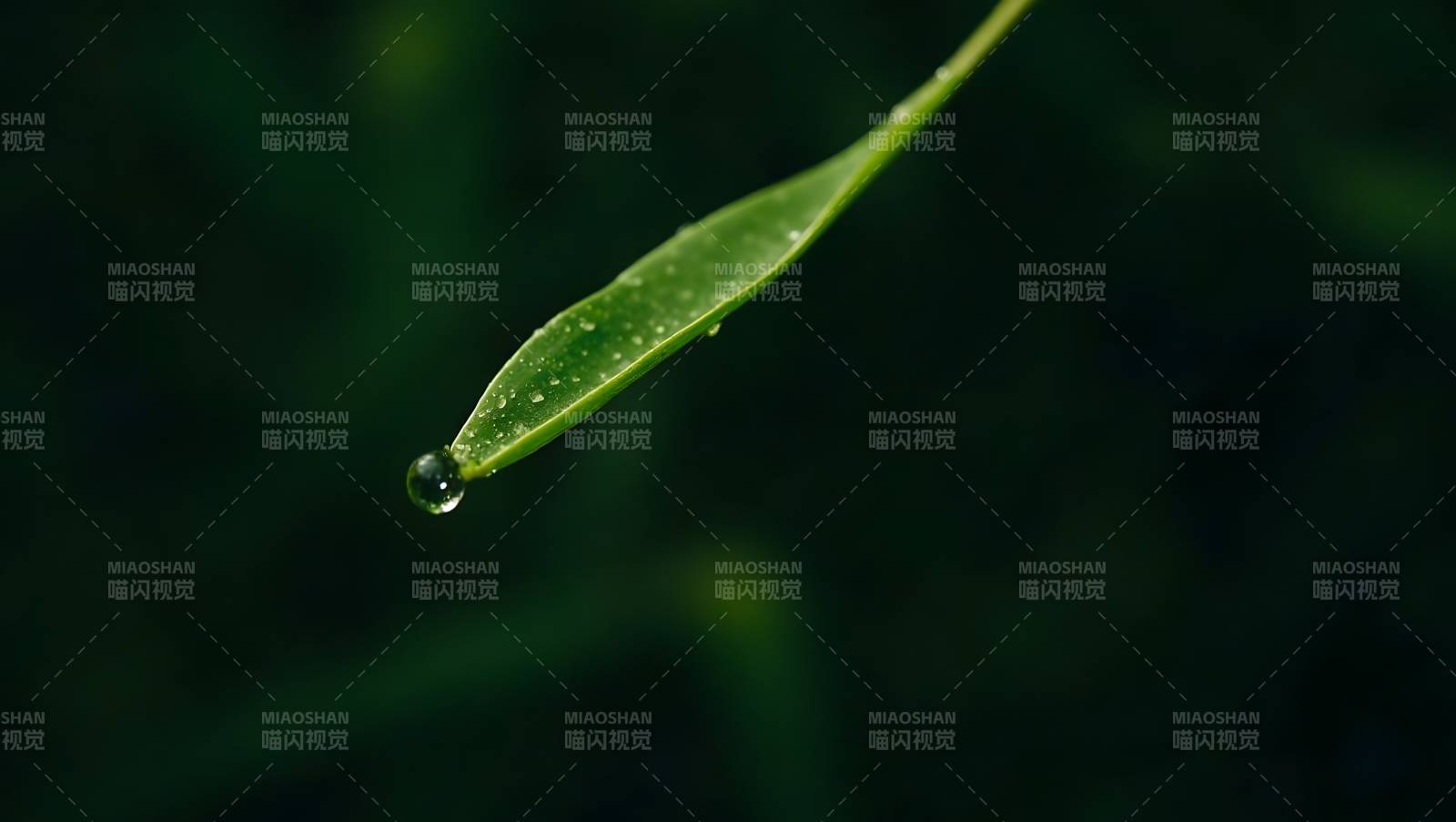 绿叶水滴特写自然之美图片