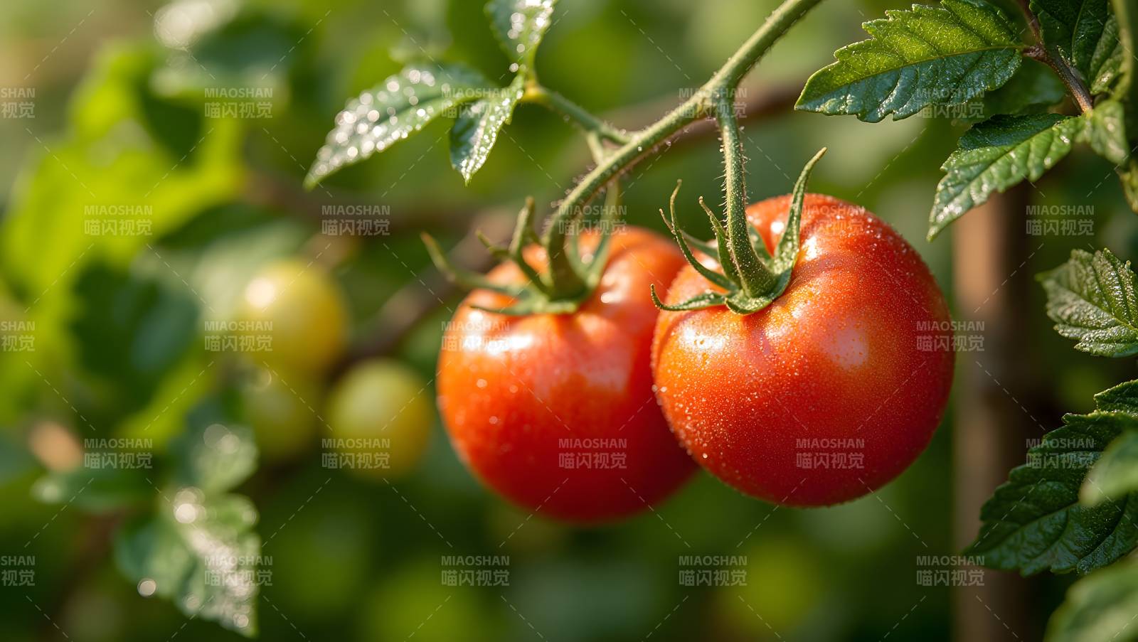鲜红番茄挂枝头图片