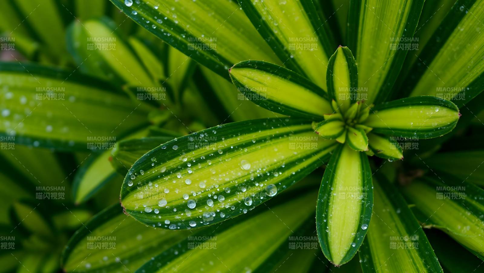绿叶上的露珠图片