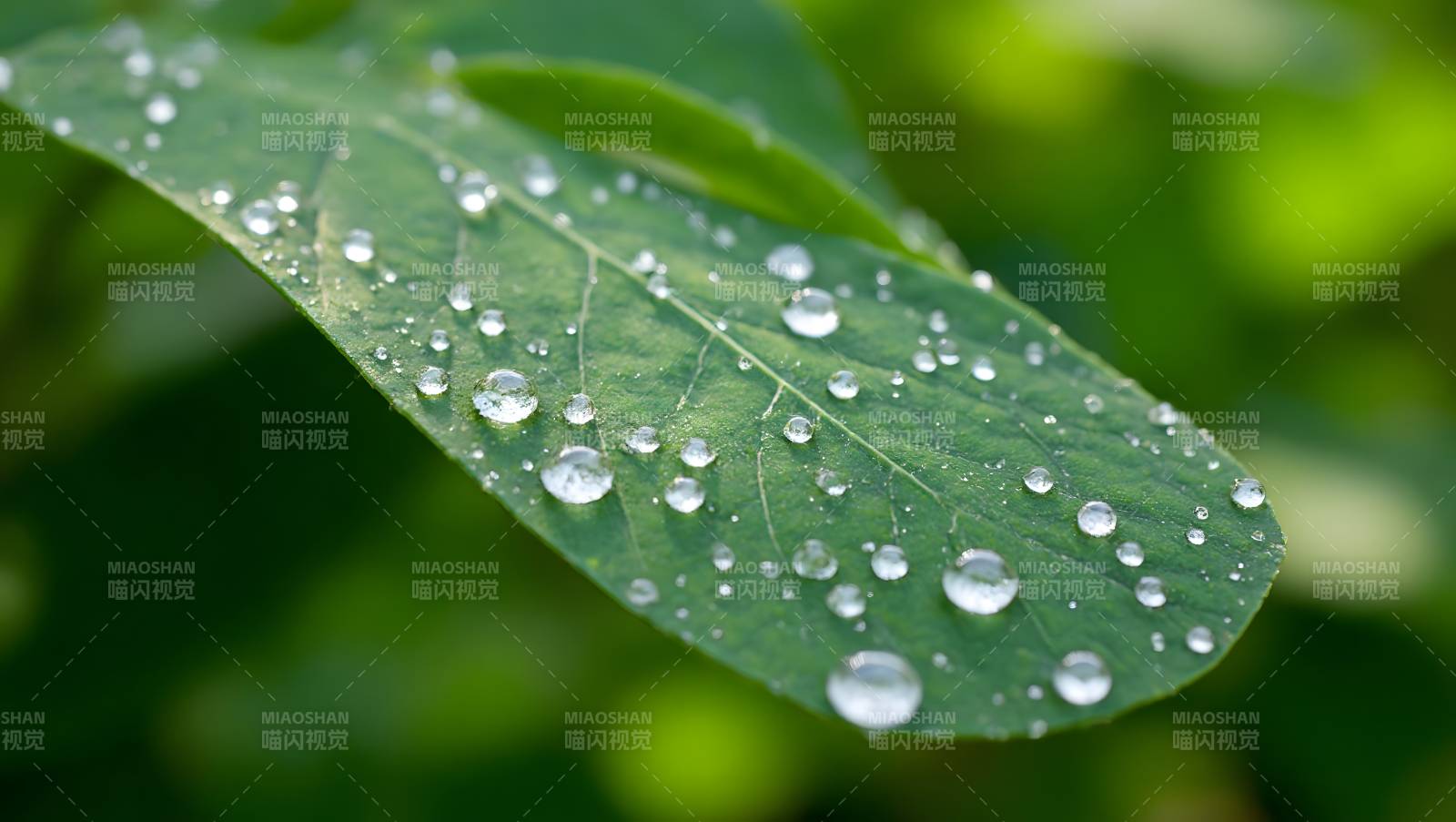 露珠点缀绿叶图片