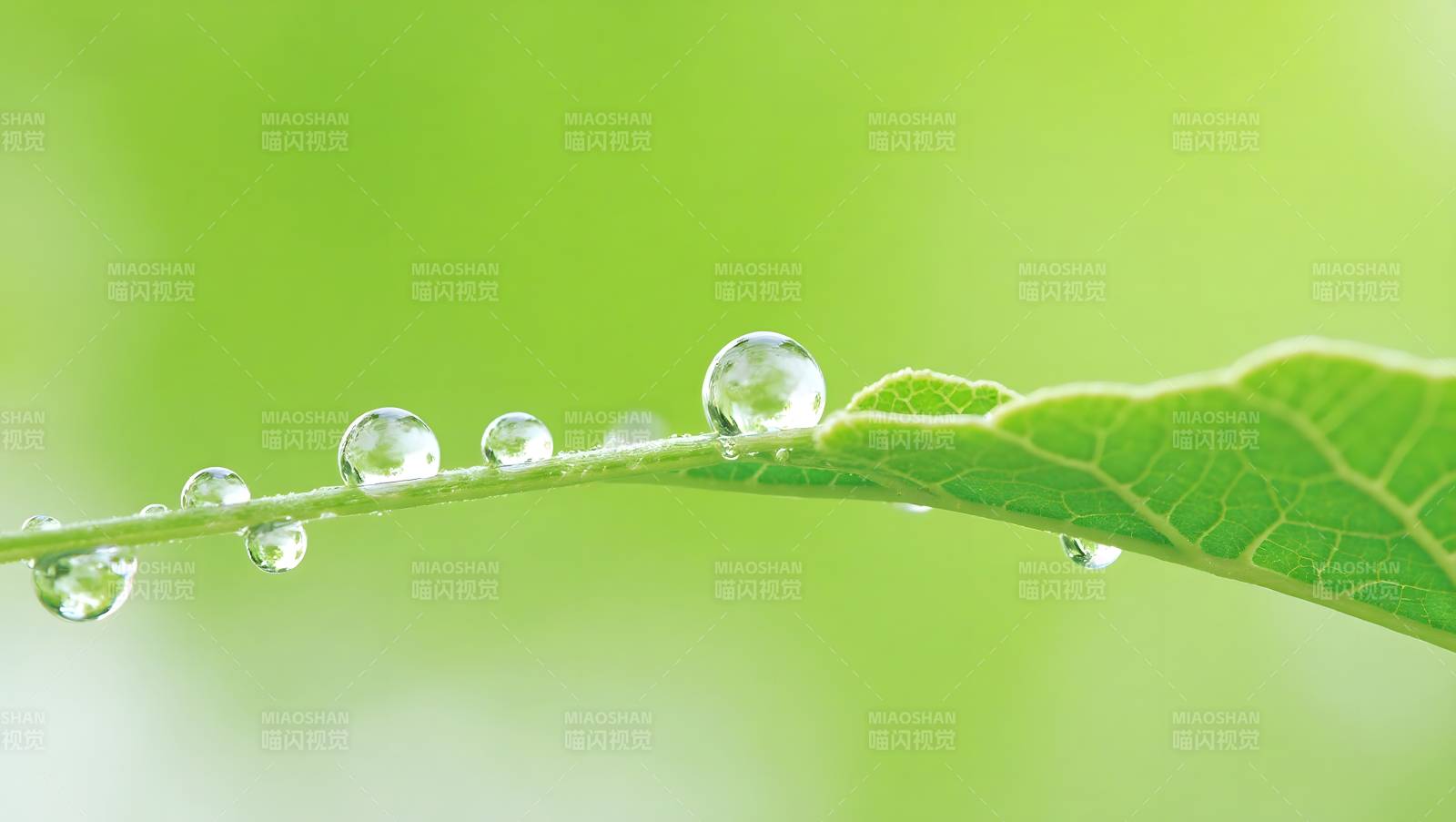 露珠叶上晶莹图片