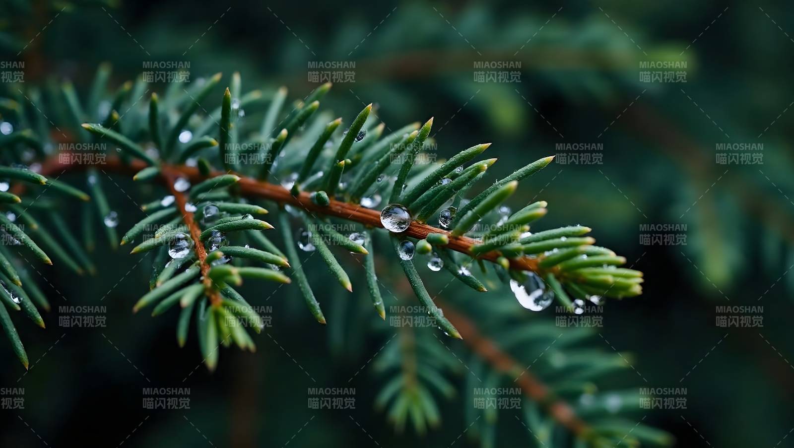 雨后松枝晶莹图片