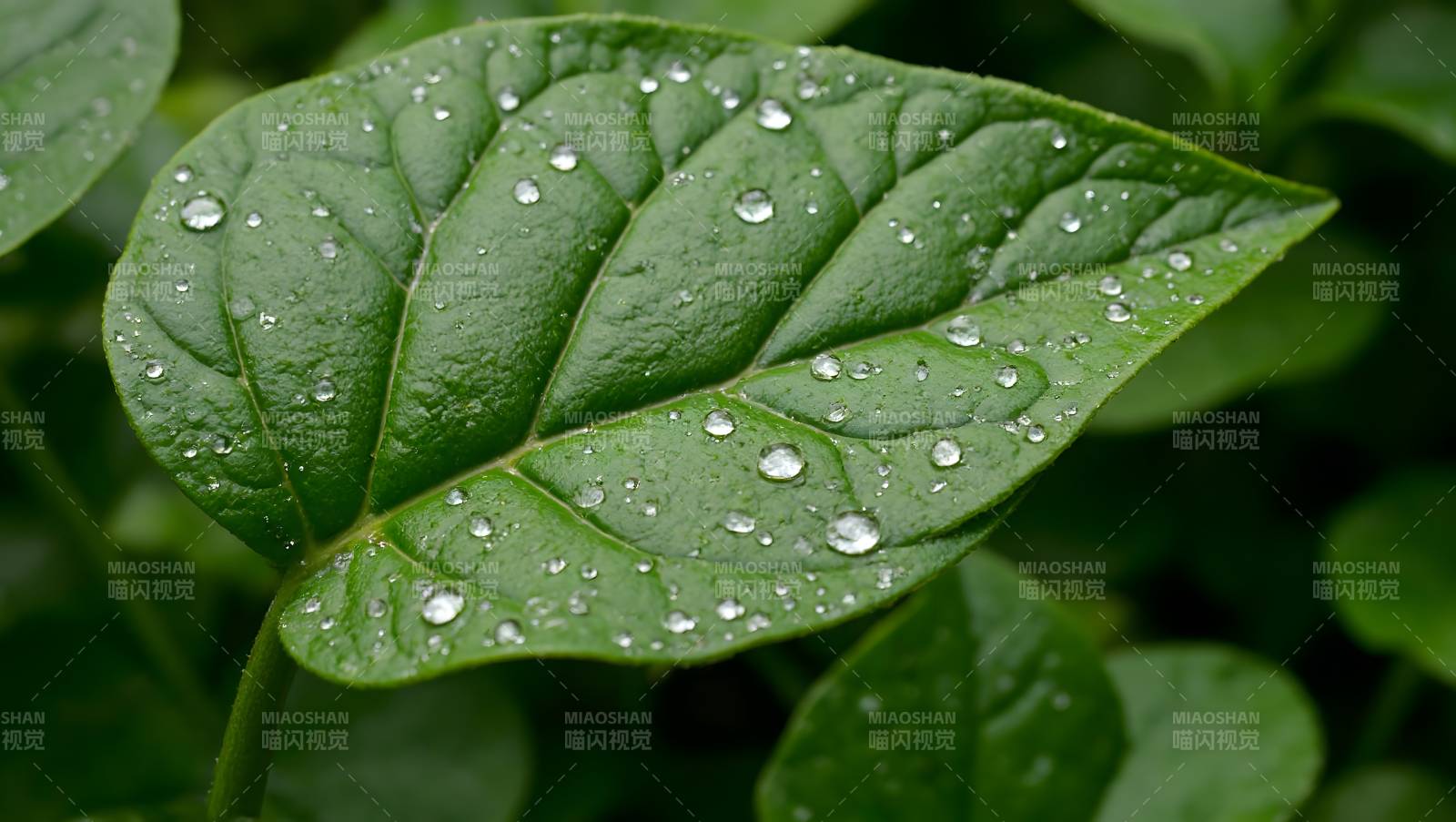露珠点缀绿叶图片