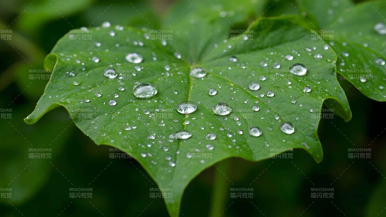 绿叶水珠特写清新自然图片