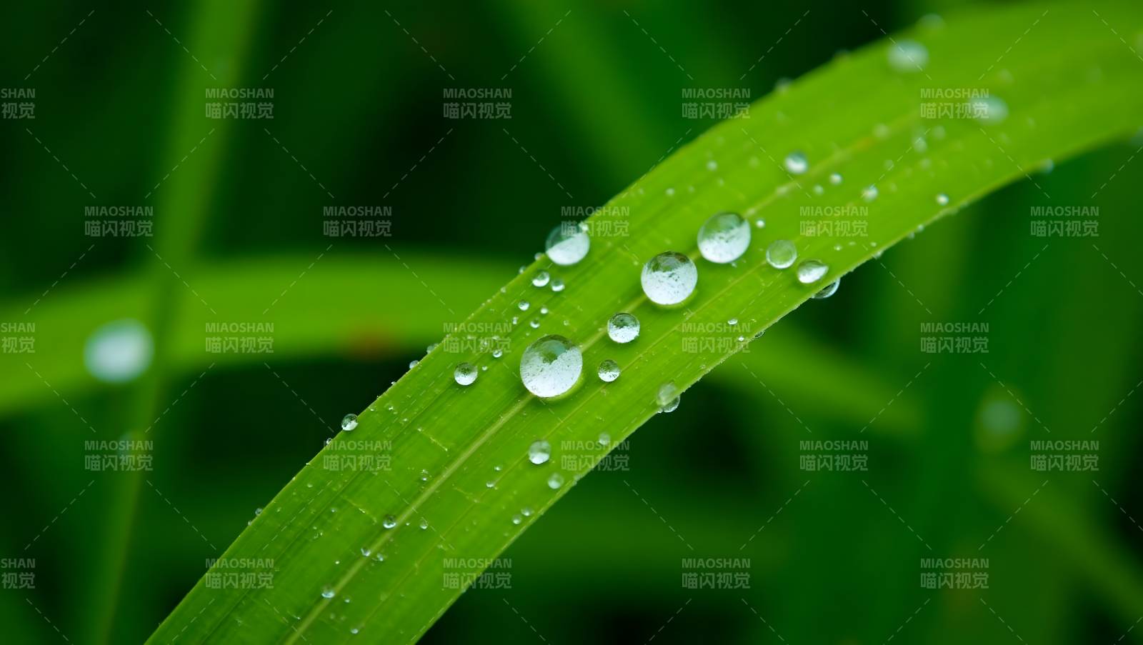 露珠轻吻绿叶图片
