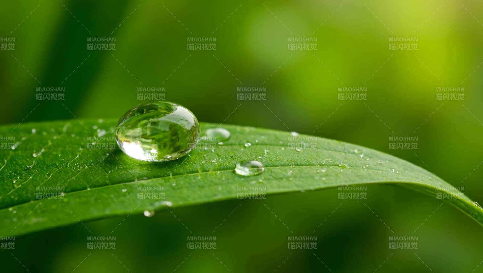 绿叶上的晶莹水滴特写图片