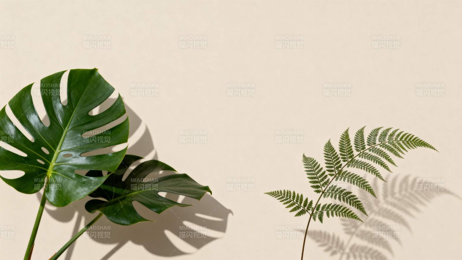 绿叶映影 自然之美图片