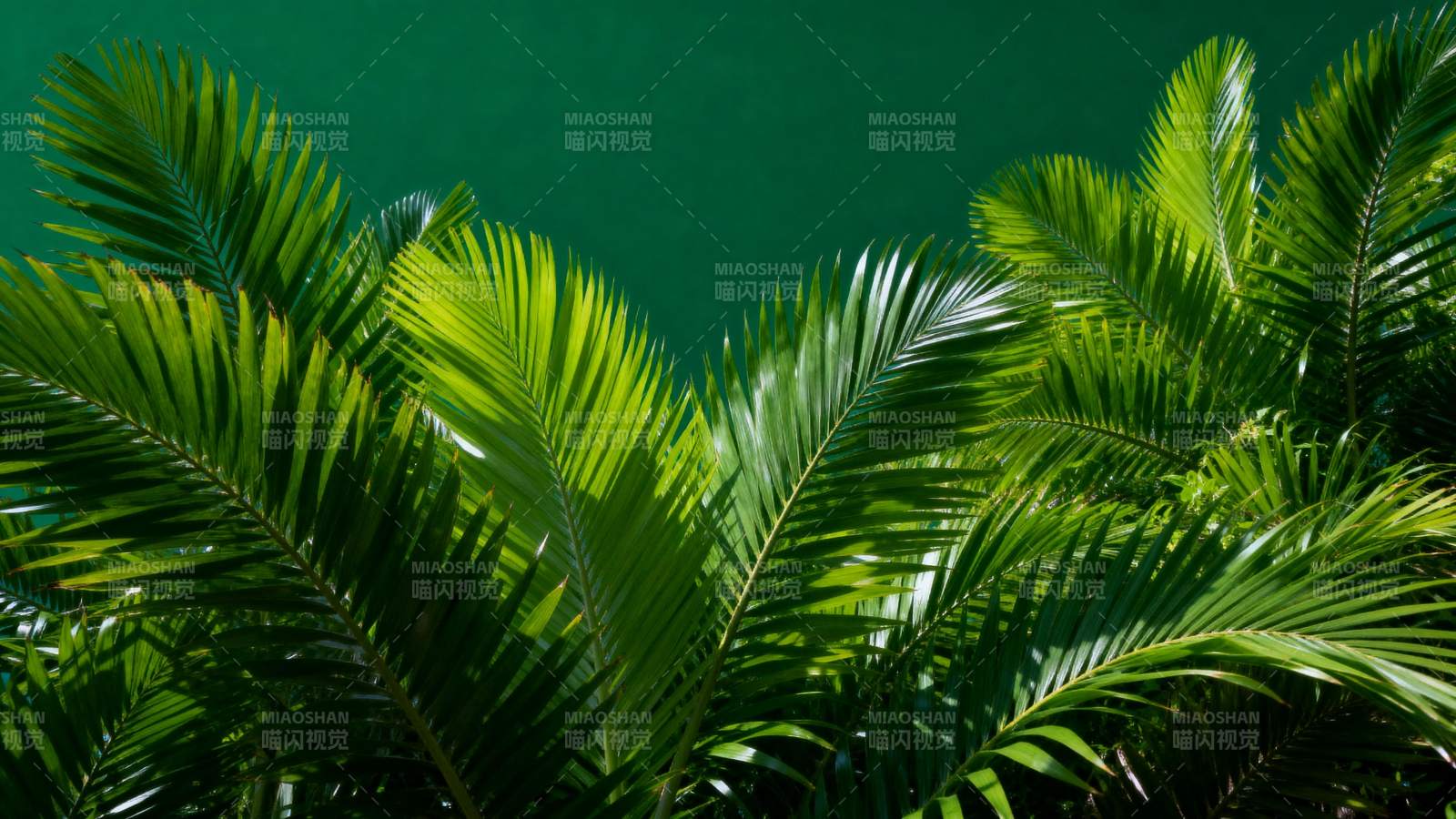 绿叶繁茂 生机盎然图片