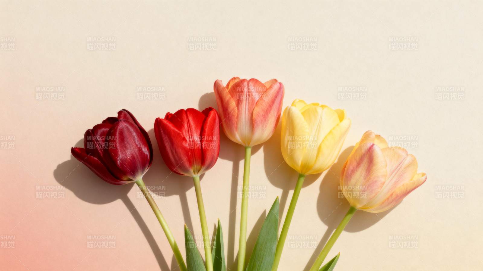 五色郁金香绽放图片