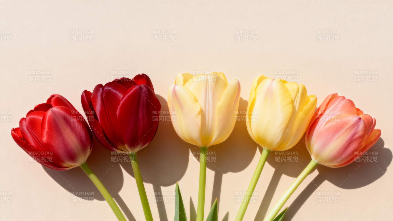 五彩郁金香绽放图片