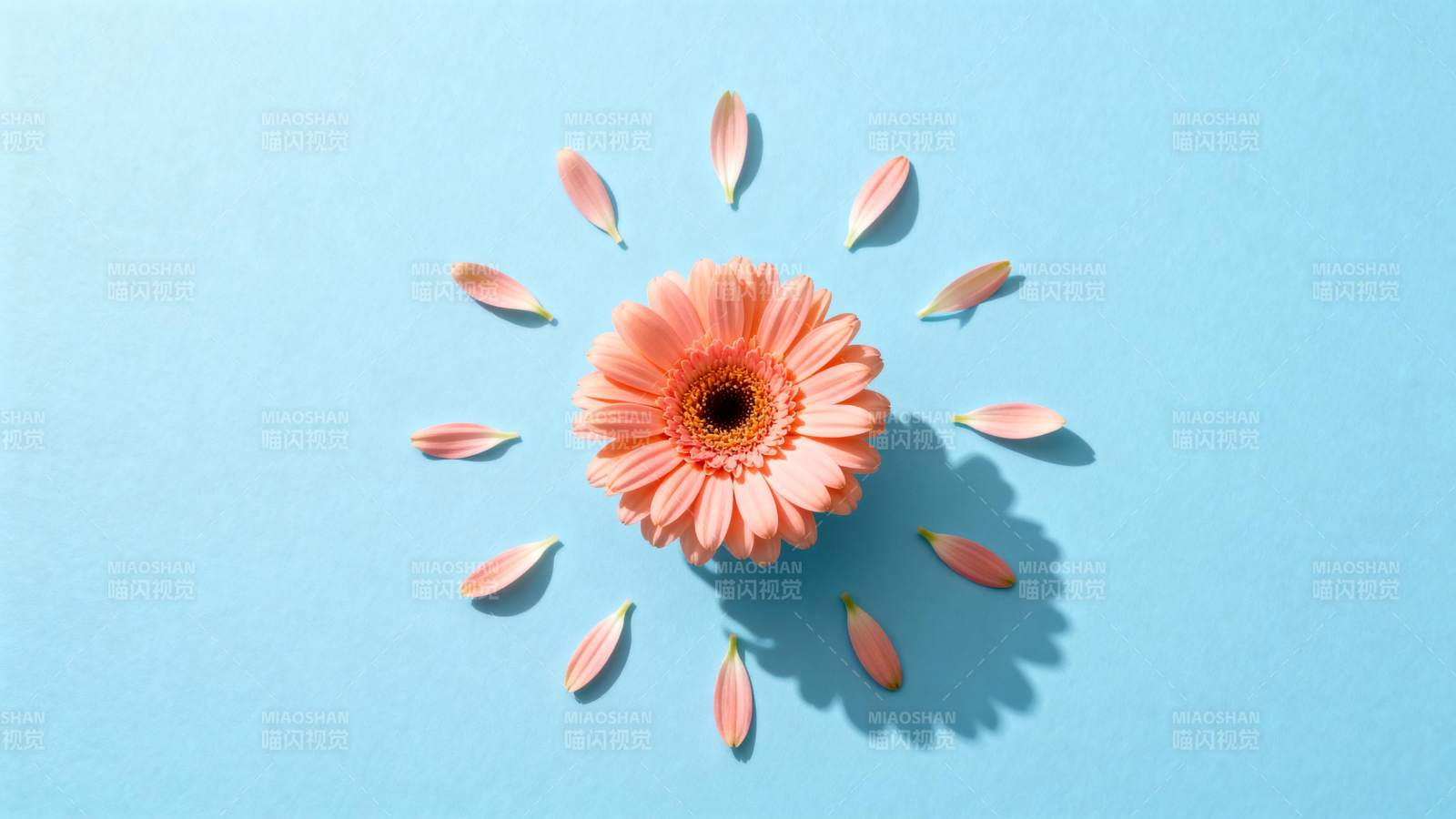花与花瓣的静谧美图片