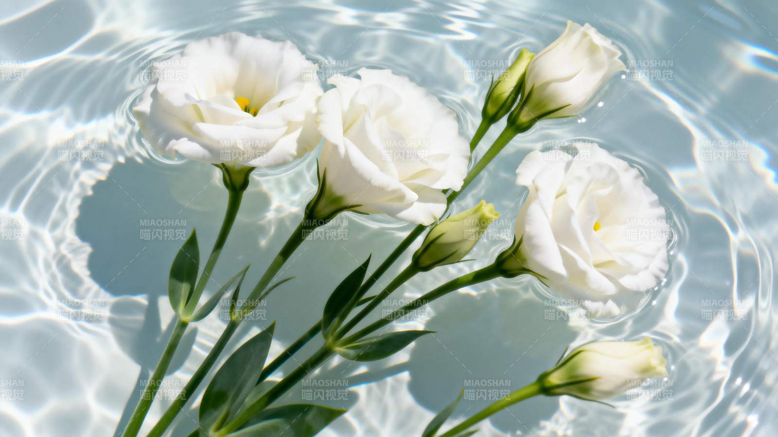 水中白花绽放图片