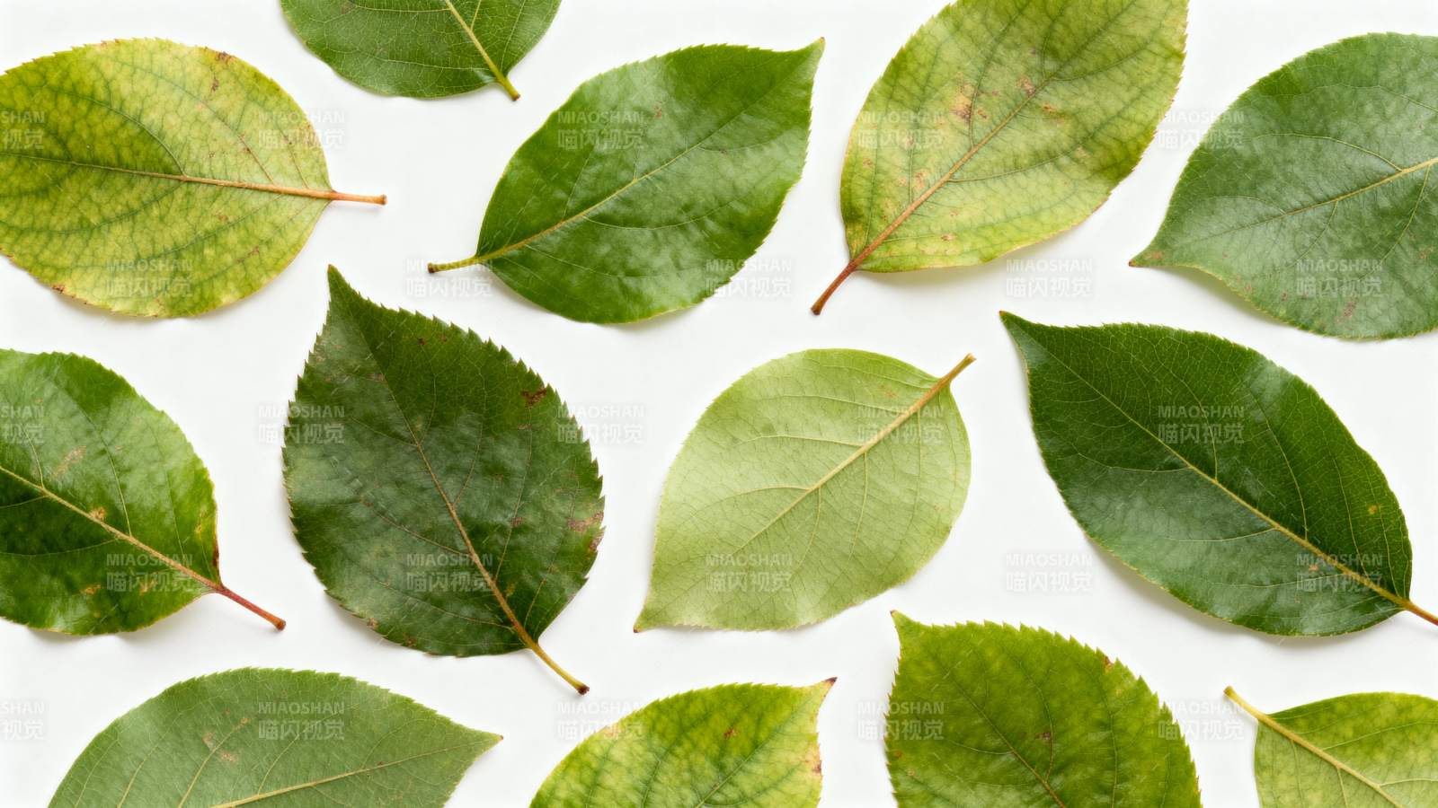 绿叶排列图案图片