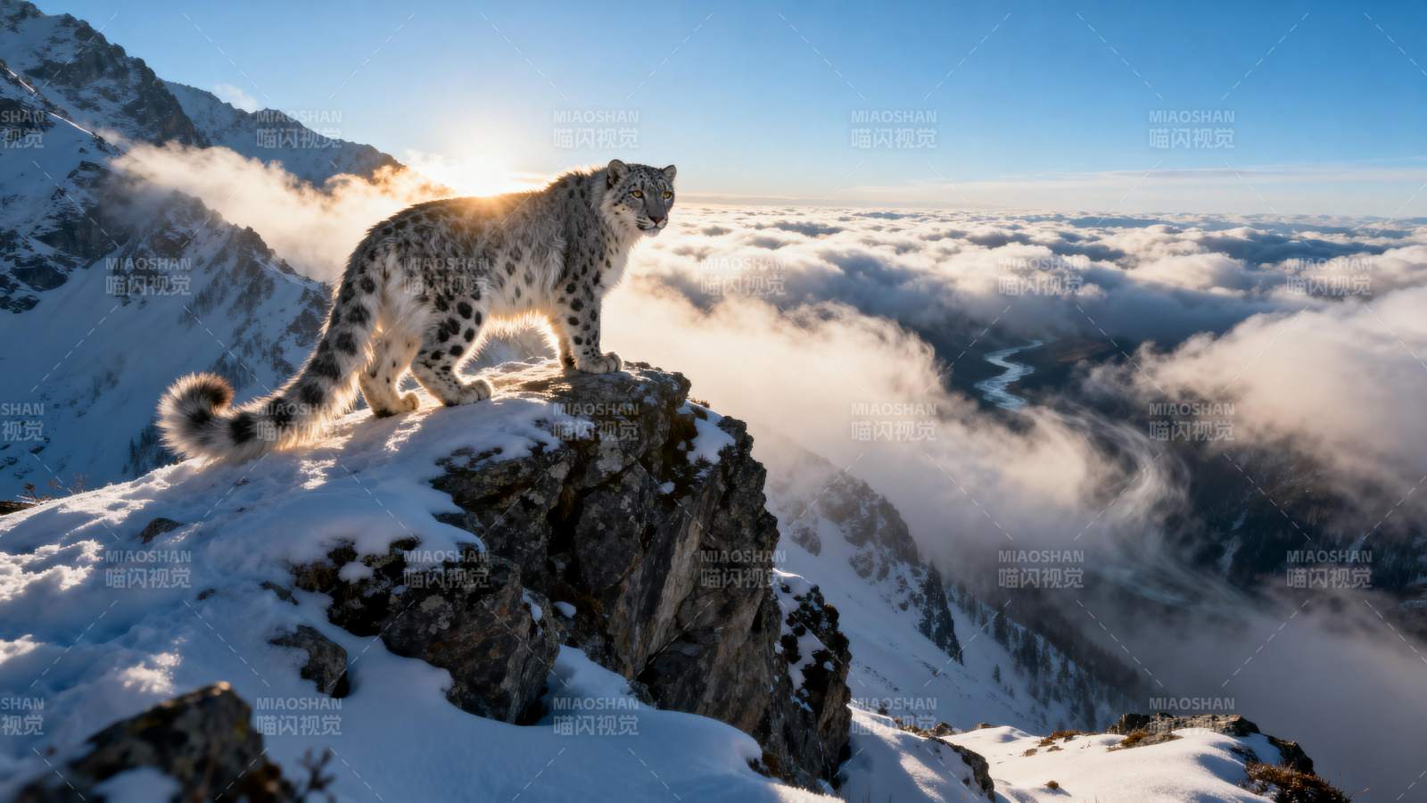 雪豹傲立云海之巅图片