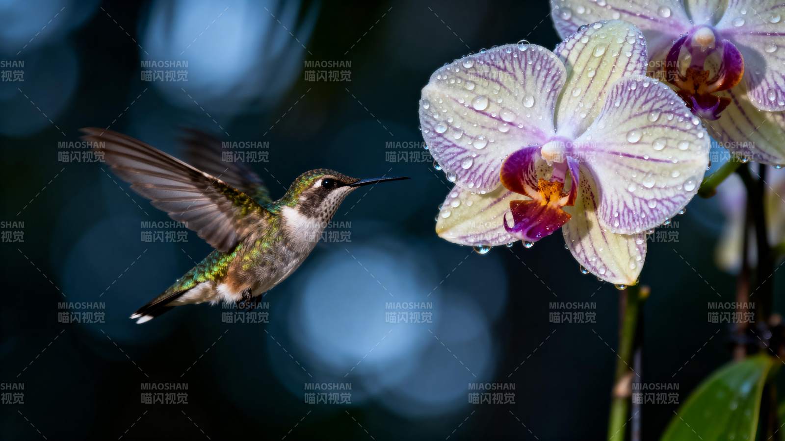 蜂鸟与兰花共舞图片