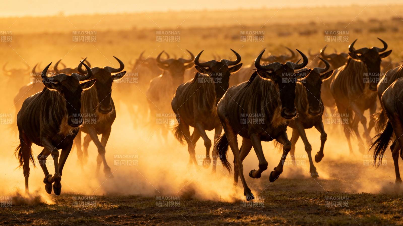 角马群奔腾草原图片