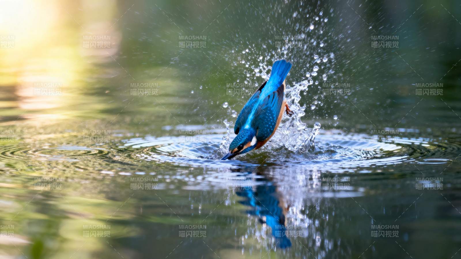 翠鸟捕食瞬间图片