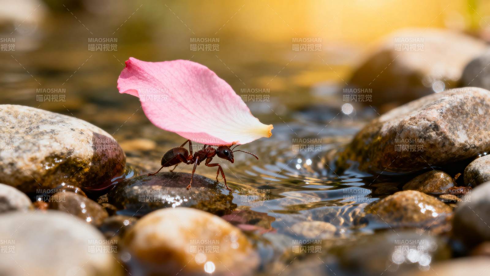 蚂蚁托花瓣过溪图片