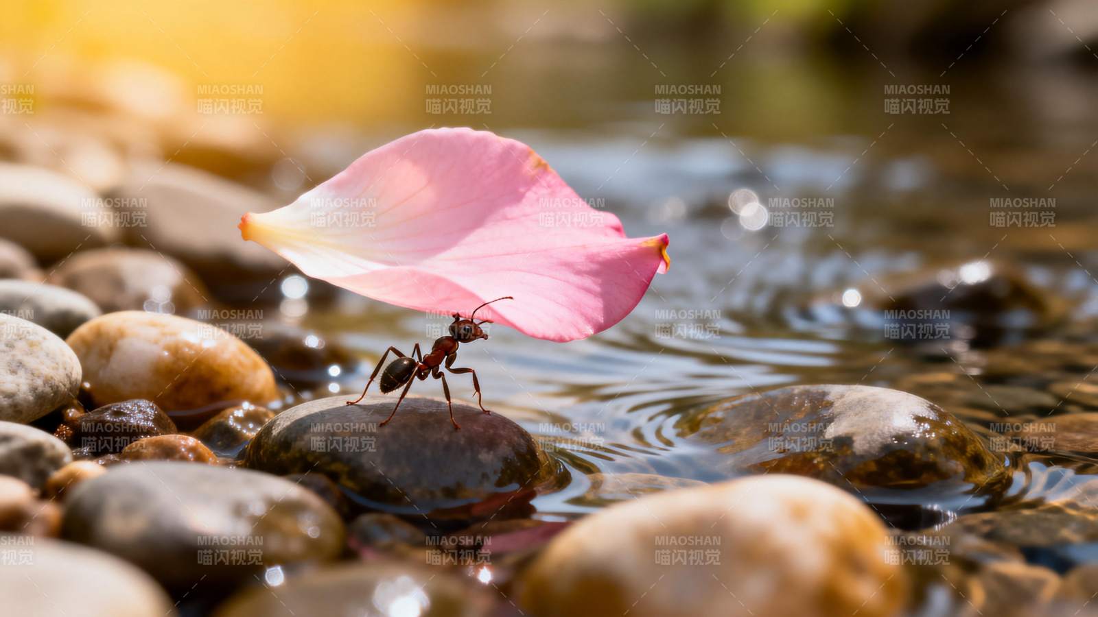 蚂蚁托花瓣过溪图片