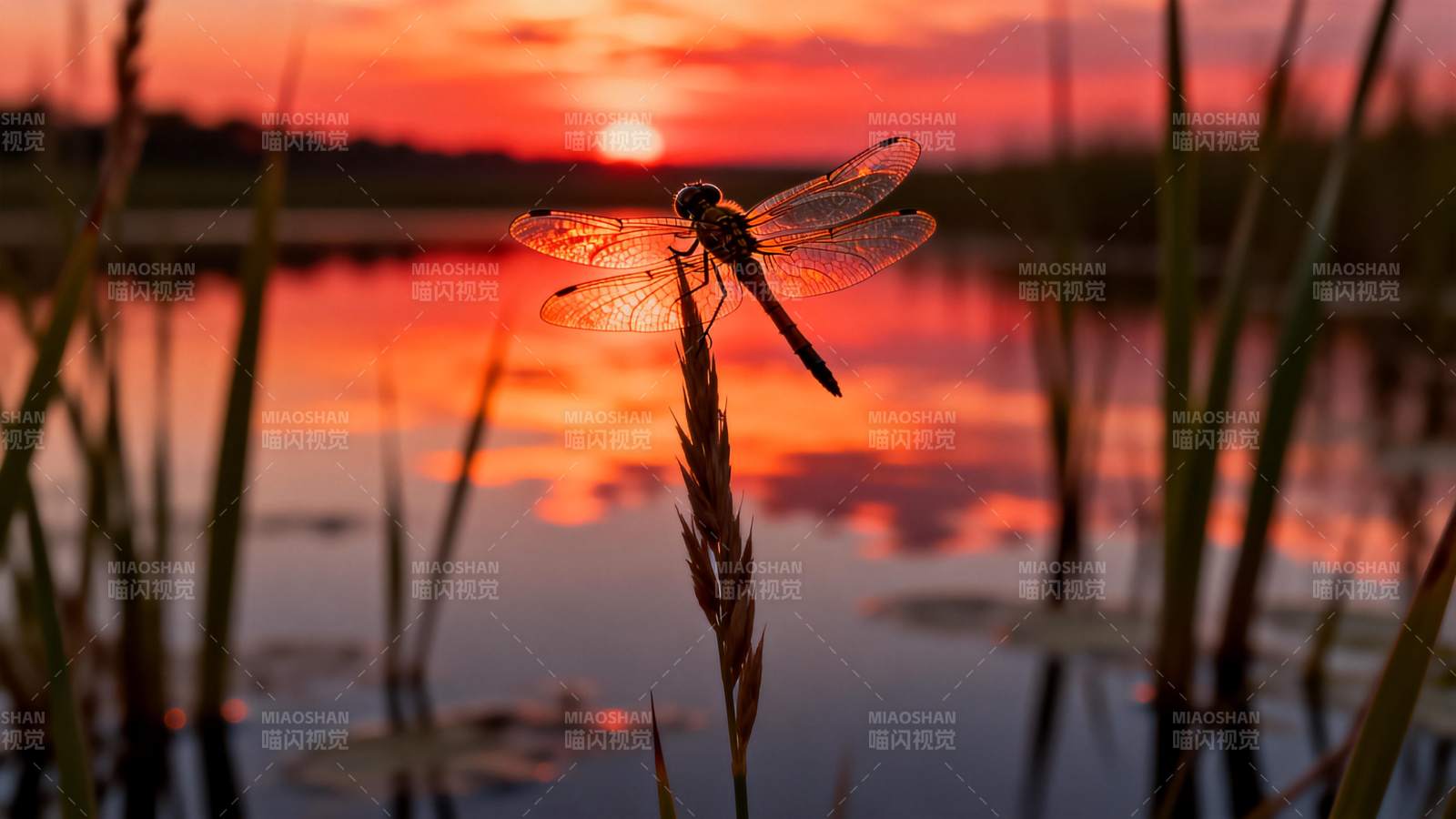 夕阳下的蜻蜓图片