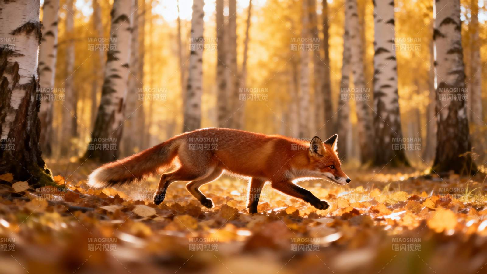 秋林中的狐狸图片