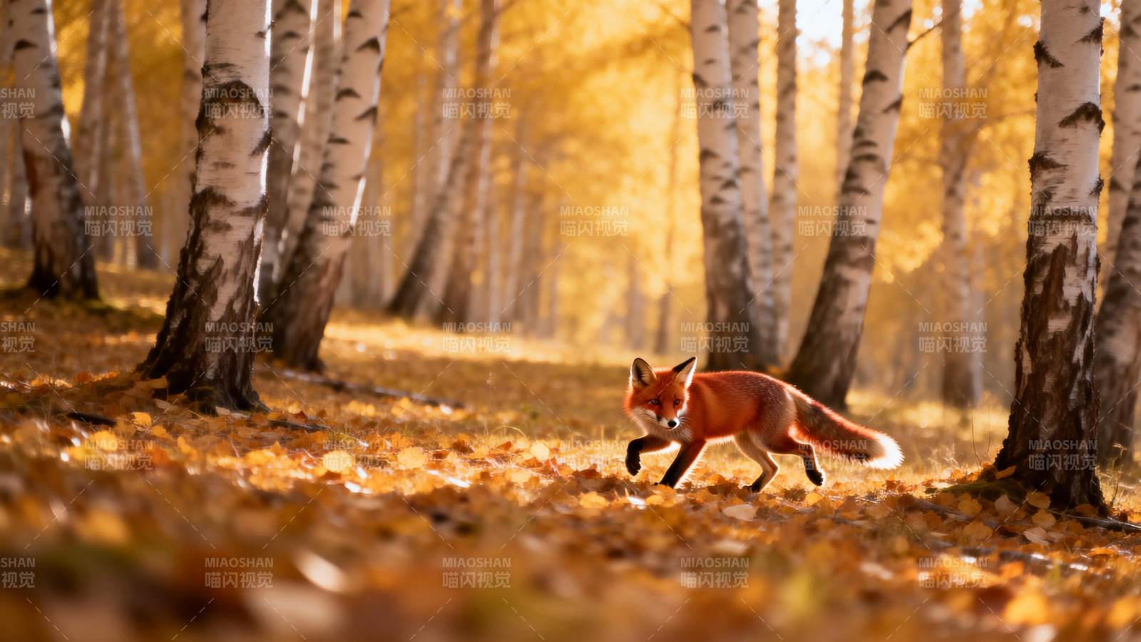 秋林中的狐狸图片